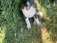☀️Fröhlicher Welpe Boris☀️ - Eislingen (Fils)