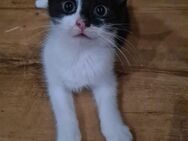 2 verschmuste Katzenbabys abzugeben - Lünen