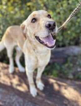 super toller Svenjo sucht Zuhause! - Duisburg