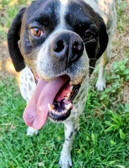 William sucht ein aktives Zuhause! - Oberhausen