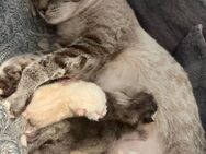 Reinrassige BKH Kitten - Bielefeld