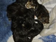 Noch 1 xxl maine coon kitten weibchen reinrassig - Bad Kissingen