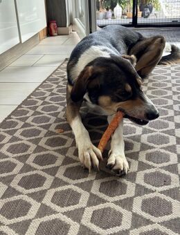 Hund zu verkaufen - nur in erfahrene, geduldige Hände - Alsdorf Zentrum