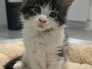 Maine Coon Kitten Kätzchen Mädchen reinrassig zu verkaufen