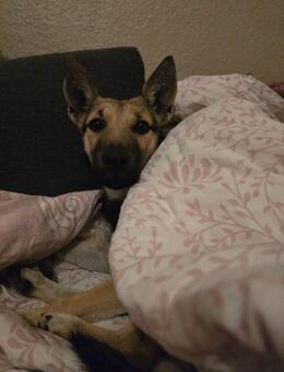 Zuckerpuppe Amira sucht ein Zuhause - Siggelkow