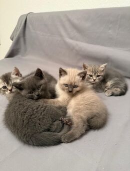 Wundervolle Britisch-Kurzhaar-Kitten ABGABE 06.11.2025 - Pirmasens