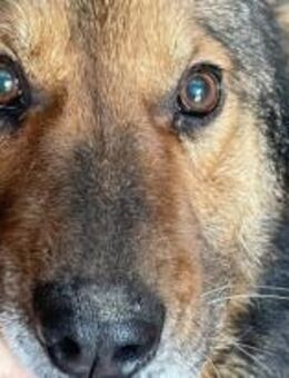 Milo ist ein gestandener Bursche 🐾 - Elsdorf (Nordrhein-Westfalen)