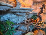 Kornnatter mit Terrarium - Bochum Gerthe