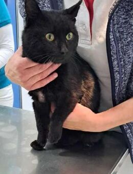 Liebevoller Pantherkater sucht Familie - Berlin