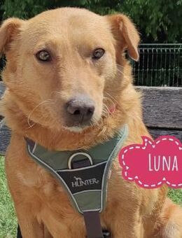 Luna eine sanfte Seele - Flörsheim-Dalsheim