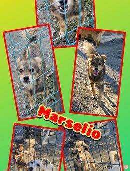 Süßer Marselio- bald auf Pflegestelle! - Nürnberg