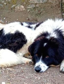 Jerry P - (Pflege-)Familie gesucht - Mettmann