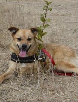 Sunny sucht Menschen mit Herz und Hundev - Kleinostheim