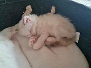 Nur noch 1 Ragdoll Kitten - Gelsenkirchen Zentrum
