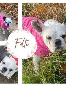 FOLTI PP eine liebebedürftige Seele - Neustadt (Rübenberge)