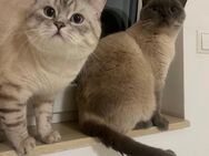 Zwei BKH Blue Point Kater nur gemeinsam abzugeben - Langenhagen
