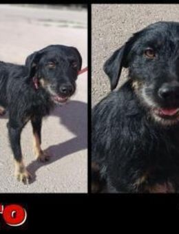 kleiner Terrier Garo sucht ein Zuhause - Margetshöchheim