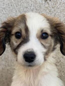 Aurelia, geb. ca. 07/2025, GRIECHENLAND - Euskirchen