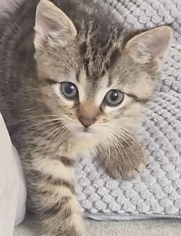 Zwei gesunde & sozialisierte Kitten suchen ein Zuhause 🐈😁 - Zwickau