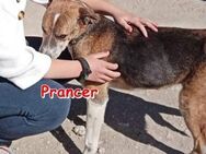 PRANCER ❤ sucht Zuhause oder Pflegestel - Langenhagen