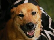 Sanfte KORINE sucht Zuhause ♥️ - München