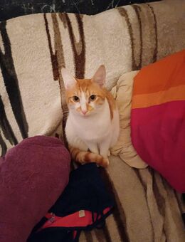 Verspielter Europäischer Kurzhaarkater „Nemo“ sucht neues Zuhause - Reppenstedt