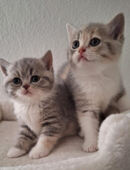 Süsse Britisch Kurzhaar Kitten - Radolfzell (Bodensee)