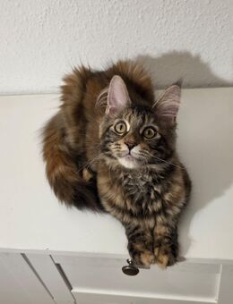 Wunderhübsches Maine Coon Mädchen Kitten - Wetterzeube