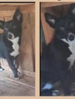 Fröhlicher Benji sucht sein Glück 💕 - Großefehn