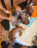 Rhodesien Ridgeback Welpen in 80687