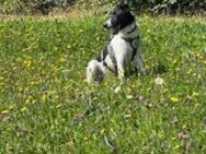 Charly sucht liebes Zuhause - Freilassing