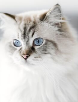 Suche Ragdoll Katze - Erfurt