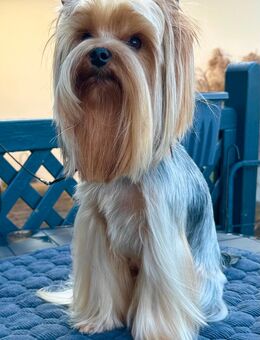 Yorkshire Terrier - Nordstemmen