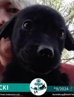 SUCKI - 09/2024 - Leimen (Baden-Württemberg)