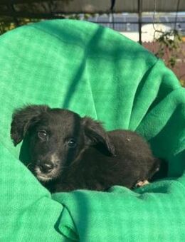 Ouzo - verspielter Hundewelpe - Velbert