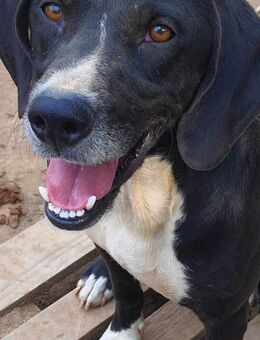 🆘 Notfall ❣️Jerry braucht HILFE 🆘 - Eislingen (Fils)