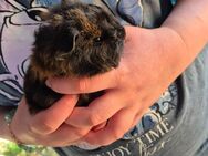 Meerschweinchen Böcke - Schneverdingen