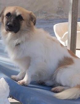 Garfield, geb. ca. 12.09.2017, ca. 32 cm - Lünen