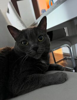 Mila sucht ein liebevolles neues Zuhause - Calw