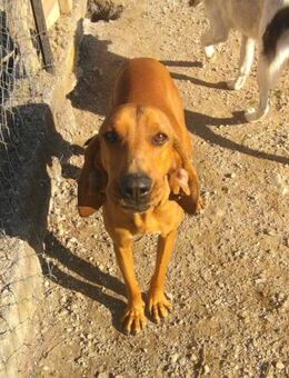 KANELOS verspielter, junger Rüde - Aerzen