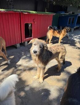 💜Traumhündin Eywa💜 - Eislingen (Fils)