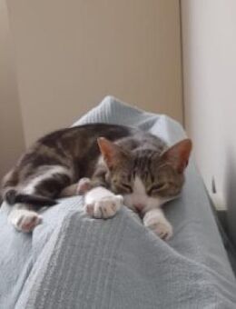 Süßes Katerchen sucht Kumpel + Familie - Esslingen (Neckar)