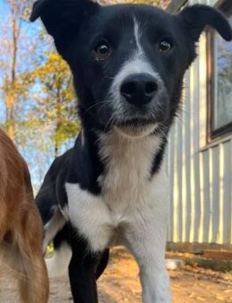 CHANTAL hätte gerne eigenes Körbchen - Schwabach