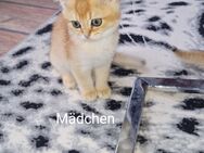 BKH Kitten in Golden Shaded ( Abgabebereit ) - Gelsenkirchen
