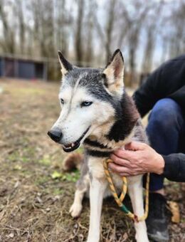 Lilliom-BE Hübsche Husky-Dame - Neustadt (Rübenberge)