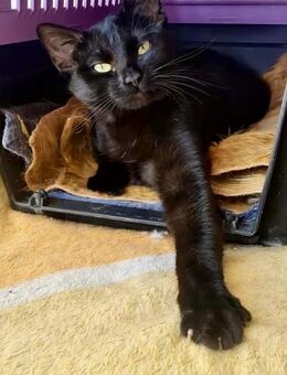 PAMI sucht FÜR IMMER Zuhause ♥️ - München