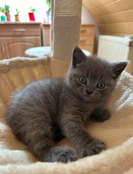 BKH Babykatzen - Homburg