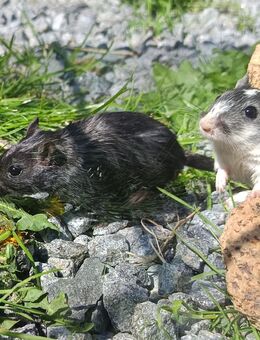 flinke kleine bunte Rennmäuse Rennmaus Gerbil Mongolische Wüstenrennmaus - Neustadt (Sachsen) Hohwald