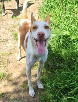 Jumanji neugieriger Podenco mit liebev - Ratekau