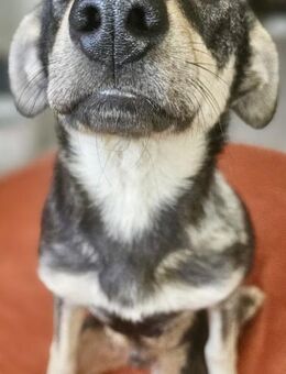 REMO sucht GNADENBROTPLATZ - Weilheim (Oberbayern)